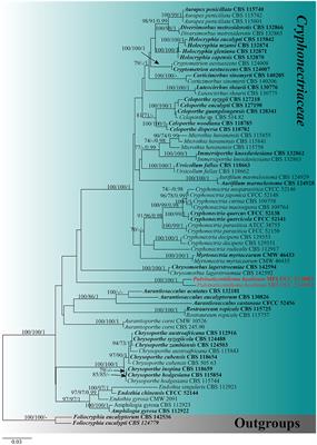 Two new fungal genera (Diaporthales) found on Dipterocarpaceae in Thailand